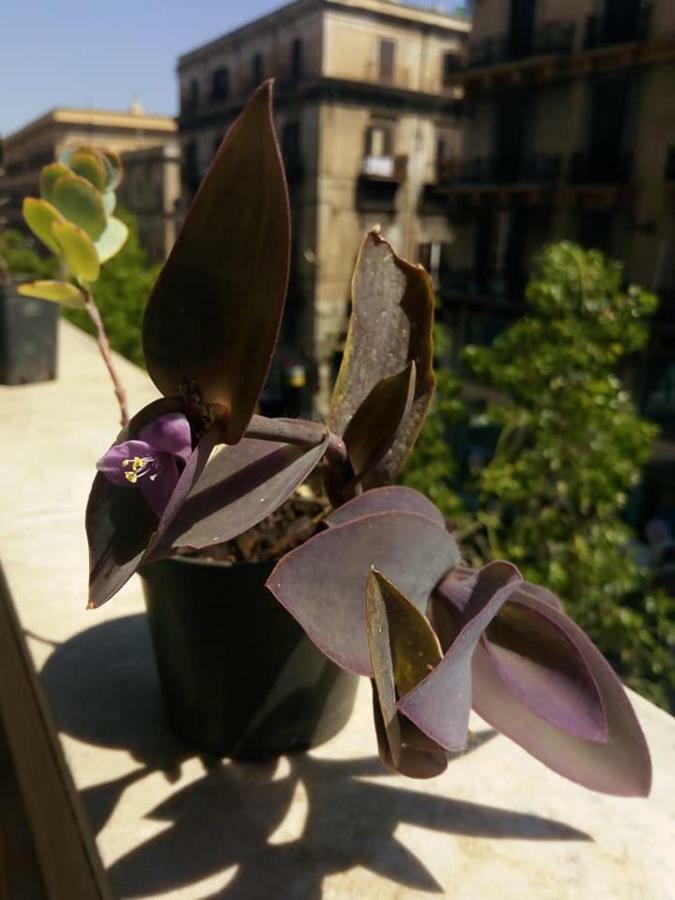 ホテル Palazzo Savona パレルモ エクステリア 写真